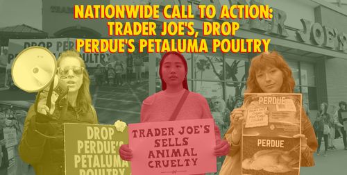 Baltimore Trader Joe's, Cut Ties with Perdue's Petaluma Poultry!